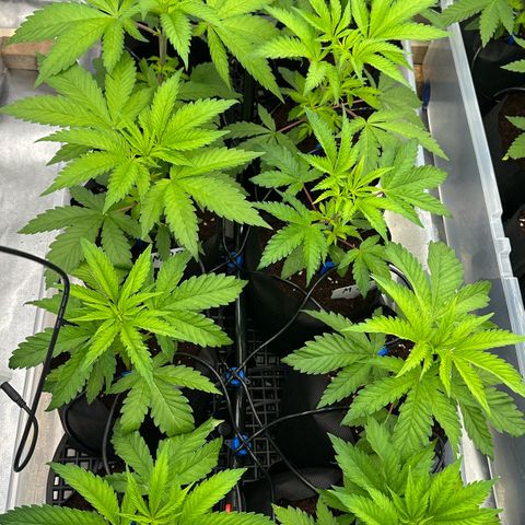 CxLAZ #16 50.72g growlog timeline photo