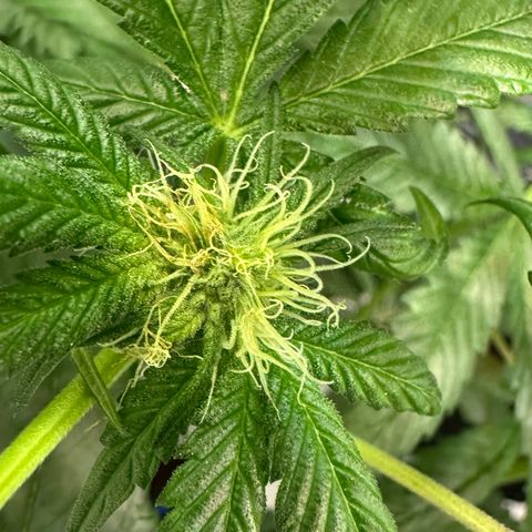 CxLAZ #16 50.72g growlog photo: Pollenated bud site 24hr later
