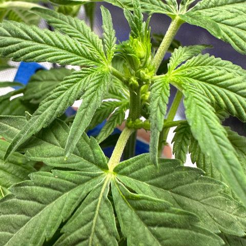 CxLAZ #16 50.72g growlog timeline photo