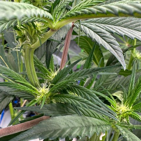 CxLAZ #16 50.72g growlog timeline photo