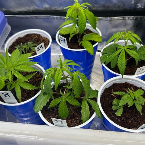 MiscxLAZ #08 C #1 growlog timeline photo