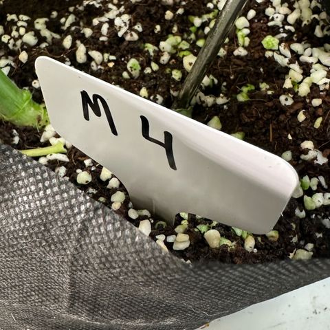 CxLAZ #16 50.72g growlog photo: Lollipoped