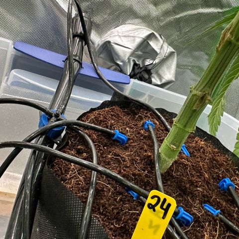 CxLAZ #24 37.13g growlog timeline photo