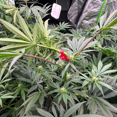 CxLAZ #16 50.72g growlog photo: Top training 
