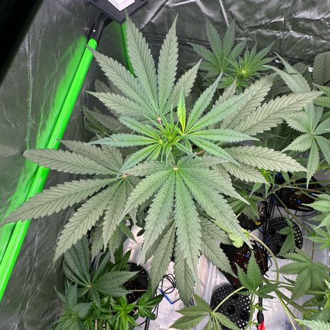 CxLAZ #16 50.72g growlog timeline photo