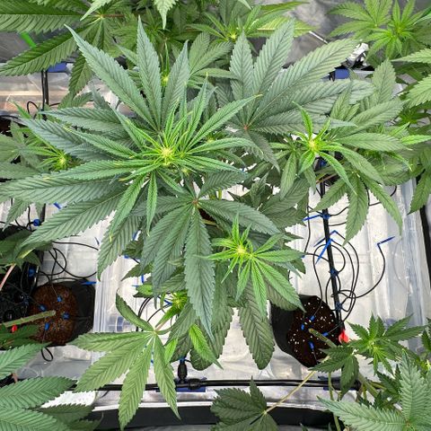 CxLAZ #16 50.72g growlog timeline photo