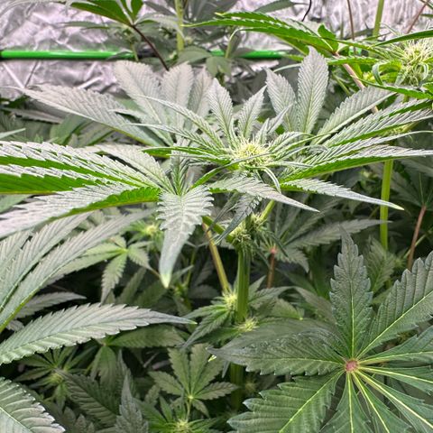 CxLAZ #16 50.72g growlog timeline photo