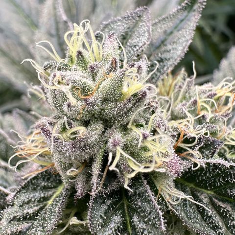 Misc x (LA Kush x Zkittles) #10 growlog timeline photo