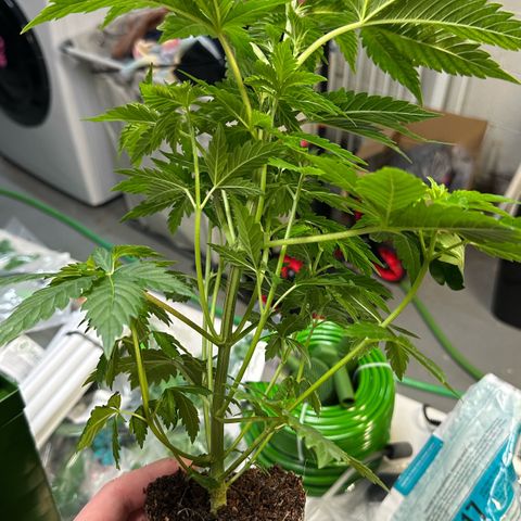 Fuel D.OG #1 Female 47.36g growlog photo: Transplanted into 1 gal pot