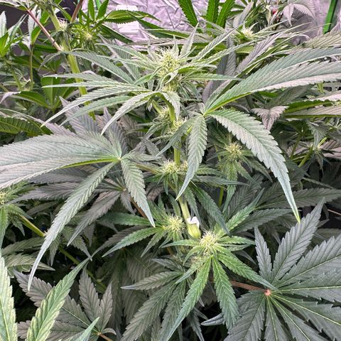 CxLAZ #16 50.72g growlog photo: Top training 