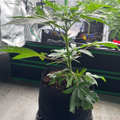 CxLAZ #16 50.72g growlog photo: Lollipoped