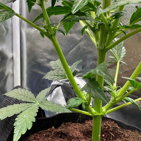 Auto Think Different  #3 growlog timeline photo