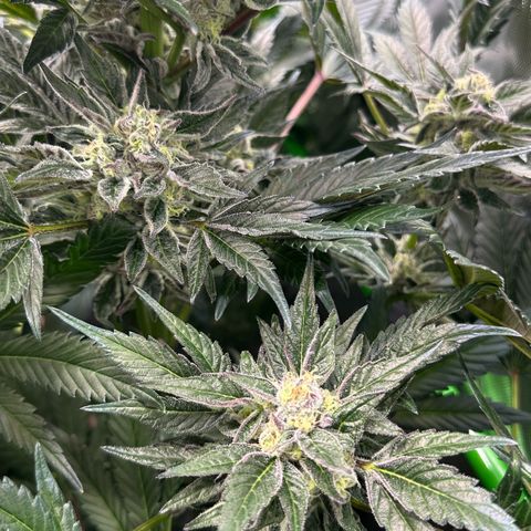 Misc x (LA Kush x Zkittles) #37 42.26g growlog timeline photo