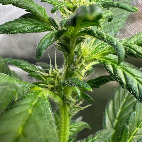 Auto Think Different  #3 growlog timeline photo