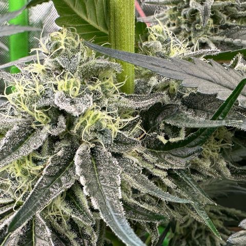 CxLAZ #24 37.13g growlog timeline photo