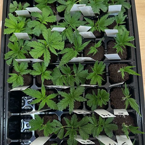 CxLAZ #16 50.72g growlog timeline photo