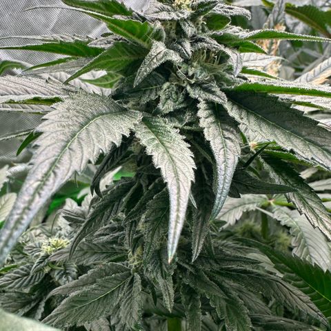 Misc x (LA Kush x Zkittles) #35 28.55g growlog timeline photo