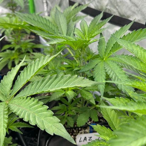 CxLAZ #16 50.72g growlog timeline photo