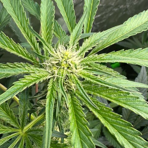 CxLAZ #24 37.13g growlog timeline photo