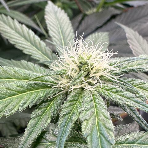 CxLAZ #16 50.72g growlog photo: Pollenated bud site