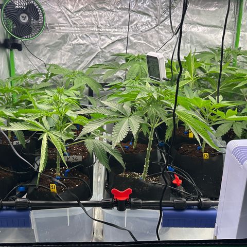 CxLAZ #16 50.72g growlog photo: Lollipoped