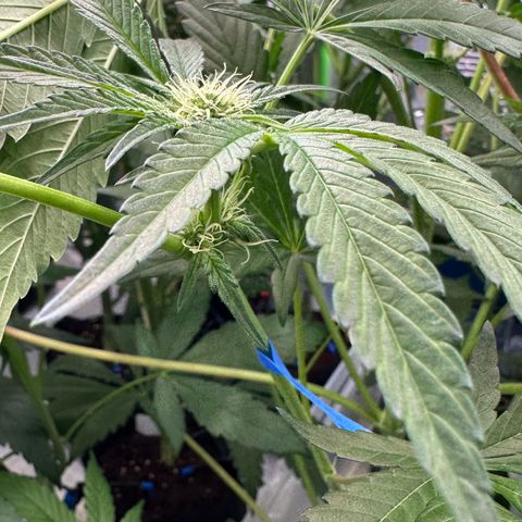 CxLAZ #14 53.59g growlog photo: Pollenated bud site