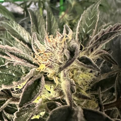 Misc x (LA Kush x Zkittles) #37 42.26g growlog timeline photo