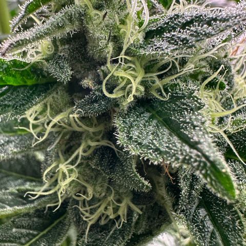 CxLAZ #31 58.75g growlog timeline photo