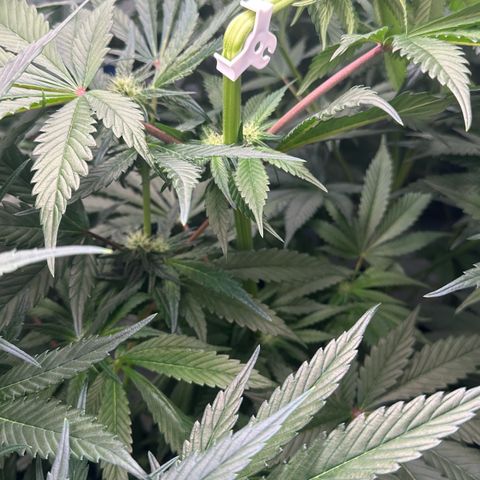 CxLAZ #16 50.72g growlog photo: Top training 