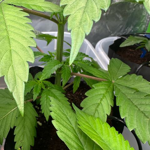 CxLAZ #16 50.72g growlog timeline photo