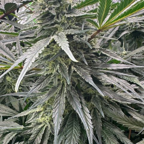 CxLAZ #15 52g growlog timeline photo