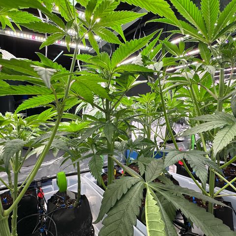 CxLAZ #16 50.72g growlog timeline photo
