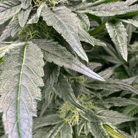 CxLAZ #20 13.7g growlog timeline photo