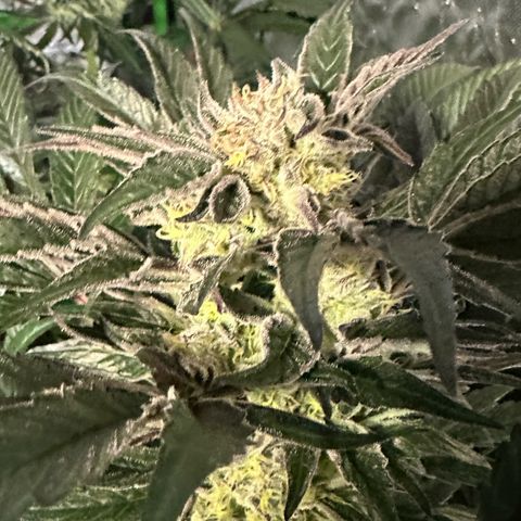 Misc x (LA Kush x Zkittles) #37 42.26g growlog timeline photo