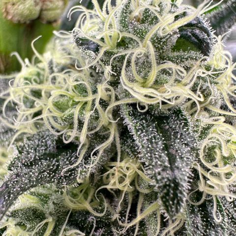 CxLAZ #31 58.75g growlog timeline photo