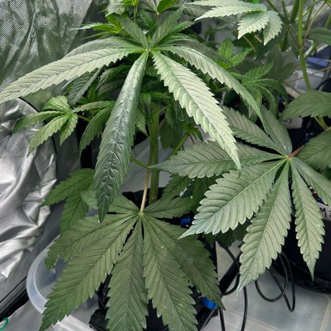CxLAZ #16 50.72g growlog timeline photo