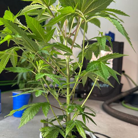 CxLAZ #31 C growlog timeline photo