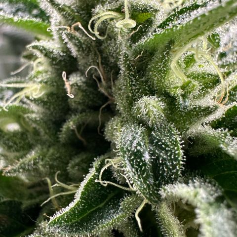 CxLAZ #06 growlog timeline photo