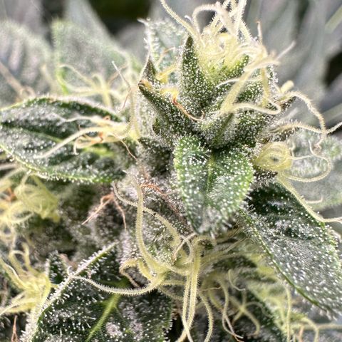 CxLAZ #06 growlog timeline photo