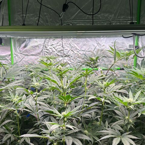 CxLAZ #16 50.72g growlog timeline photo