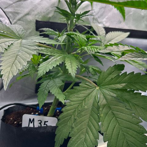 CxLAZ #16 50.72g growlog timeline photo