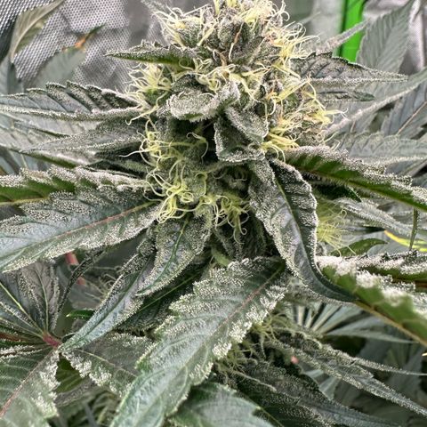 CxLAZ #11 50.28g growlog timeline photo