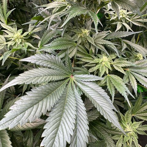 Misc x (LA Kush x Zkittles) #37 42.26g growlog timeline photo