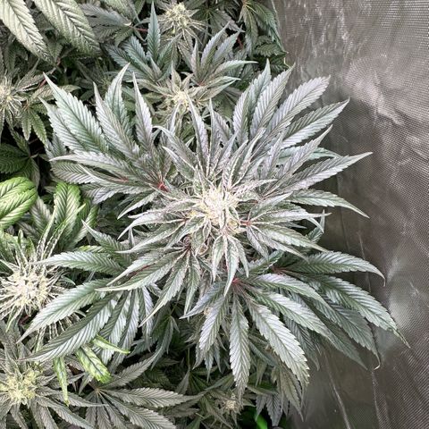 Misc x (LA Kush x Zkittles) #37 42.26g growlog timeline photo