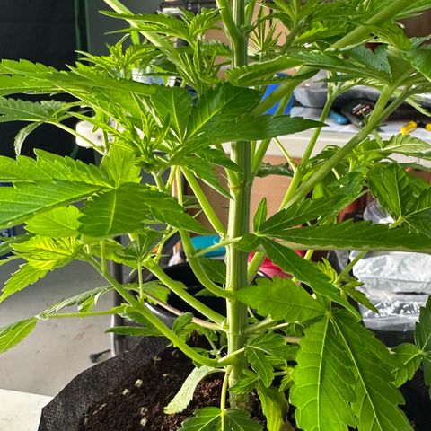 CxLAZ #16 50.72g growlog photo: Lollipoped