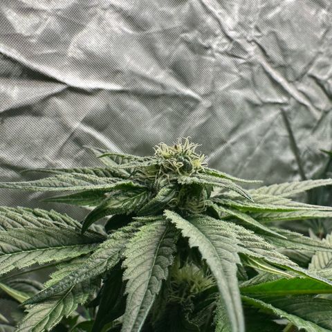 Misc x (LA Kush x Zkittles) #35 28.55g growlog timeline photo