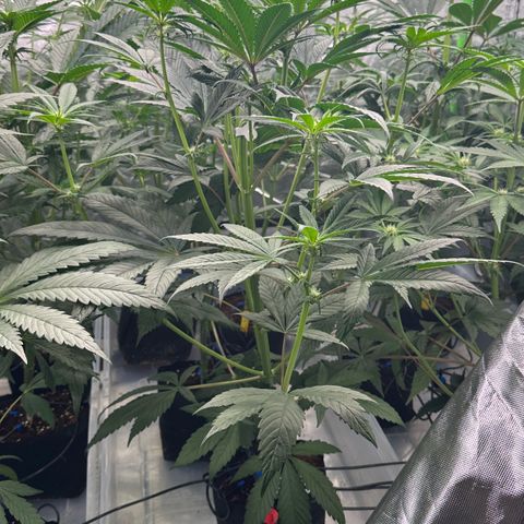 Misc x (LA Kush x Zkittles) #26 60.7g growlog timeline photo