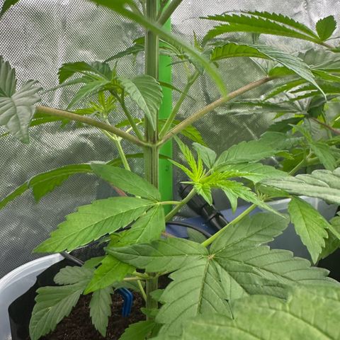 CxLAZ #16 50.72g growlog timeline photo