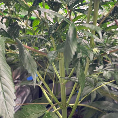 Misc x (LA Kush x Zkittles) #35 28.55g growlog timeline photo