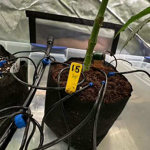 CxLAZ #16 50.72g growlog photo: Pollenated bud site